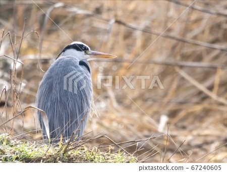 Gray heron 67240605
