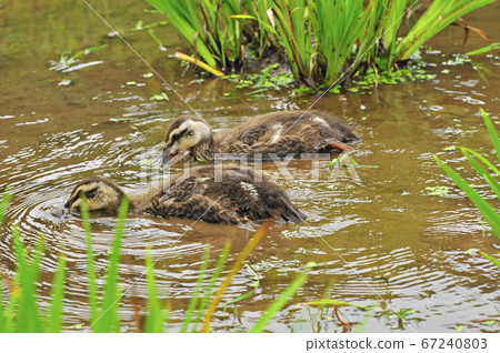 Common duckling chicks feeding Common duckling chicks feeding 67240803