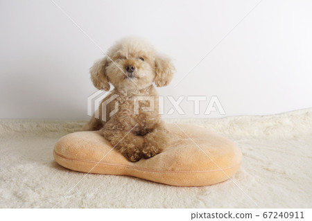 Toy poodle to lie down Toy poodle to lie down 67240911