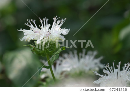 White Monarda (Bergamot) in full bloom 67241216
