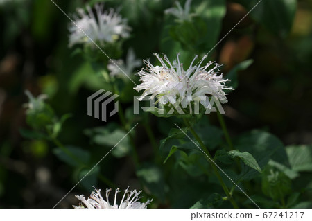 White monalda (Bergamot) bathed in the sunlight 67241217