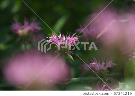 Pink monalda (bergamot) bathed in the sunlight 67241219