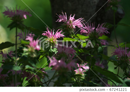 Pink monalda (bergamot) bathed in the sunlight 67241221