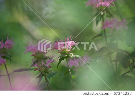 盛開的粉紅色莫納爾達（Bergamot） 67241223