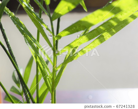 桌掌與水滴 67241328