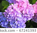 6月的繡球花[福島縣] 67241393