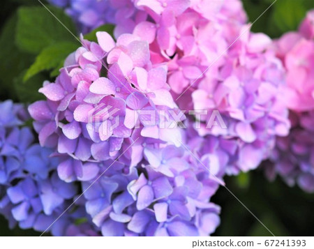 6月的繡球花[福島縣] 67241393