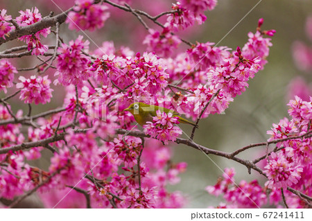 Okame plants and mezzo Okame plants and mezzo 67241411