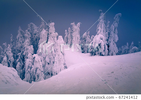 Misty winter landscape with snowy trees and Christmas feeling Misty winter landscape with snowy trees and Christmas feeling 67241412