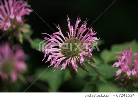 Monarda (Bergamot), also known as the timer tsubana Monarda (Bergamot), also known as the timer tsubana 67241534