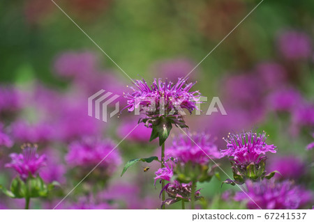 Red Monarda (Bergamot) in full bloom Red Monarda (Bergamot) in full bloom 67241537