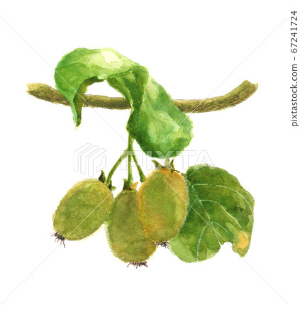 Kiwi with leaves branch [Watercolor] 67241724