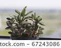 Small green succulent plant at the white window with blur nature background 67243086