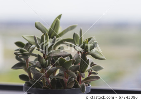 Small green succulent plant at the white window with blur nature background 67243086