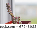 Small succulent plant pot at the white window with blur nature background 67243088