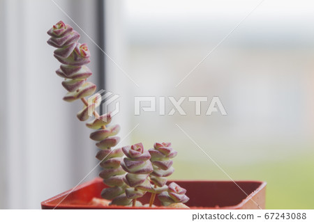 Small succulent plant pot at the white window with blur nature background 67243088