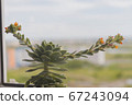 The succulent echeveria blooms. Tiny flowers have bright orange colors. 67243094