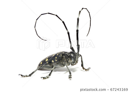 Longhorn beetle (depth synthesis) Longhorn beetle (depth synthesis) 67243169