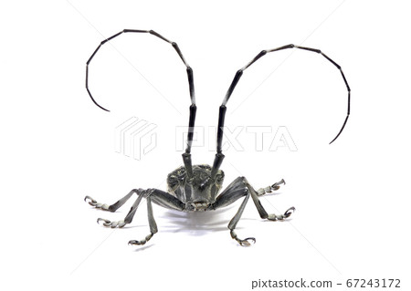 Longhorn beetle (depth synthesis) 67243172