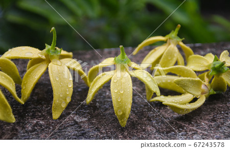 Ylang Ylang flower with rain drops Ylang Ylang flower with rain drops 67243578