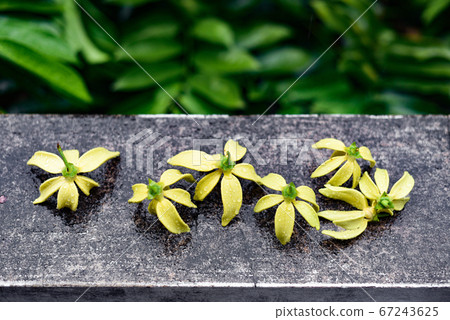 Ylang Ylang flower with rain drops 67243625