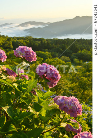 Hydrangea shining in the morning sun Hydrangea shining in the morning sun 67243641