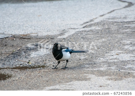 Where Magpie looks for food by the lake Lake Louise Alberta Canada 67243856