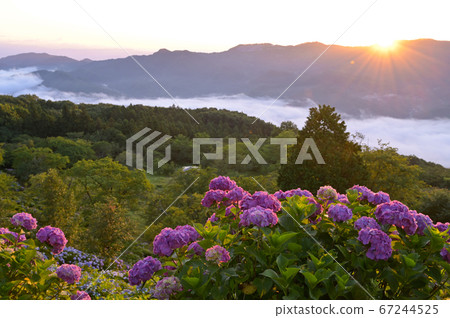 八仙山公園在早晨的陽光中閃耀的繡球 67244525