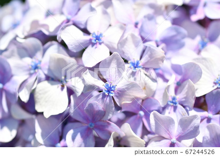 繡球 繡球 67244526