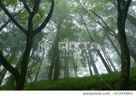 Misty Mt. Misty Mt. 67244665