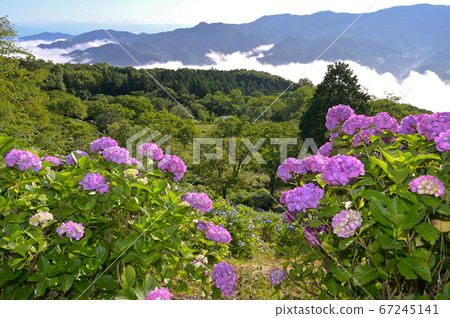 Hydrangea and sea of clouds in Minoyama Park Hydrangea and sea of clouds in Minoyama Park 67245141