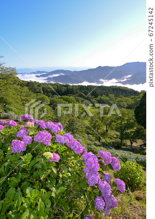 Hydrangea and sea of clouds in Minoyama Park Hydrangea and sea of clouds in Minoyama Park 67245142