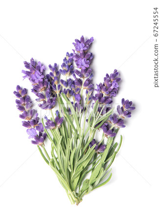 Lavender flowers bouquet white background Lavender flowers bouquet white background 67245554