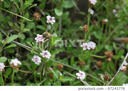 Himeiwadaresou Himeiwadaresou 67245776