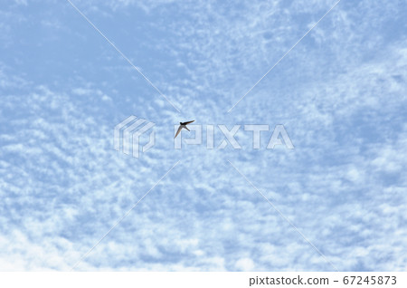 Swallows flying in the sky (Hokkaido, Shiretoko) Swallows flying in the sky (Hokkaido, Shiretoko) 67245873