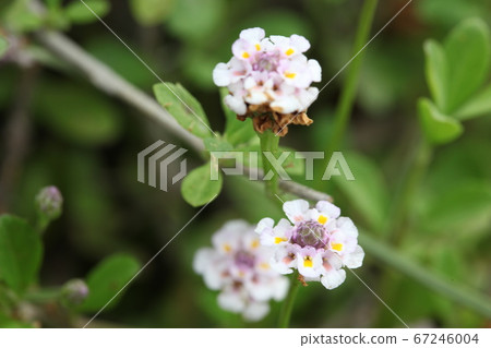 Himeiwadarezou 67246004