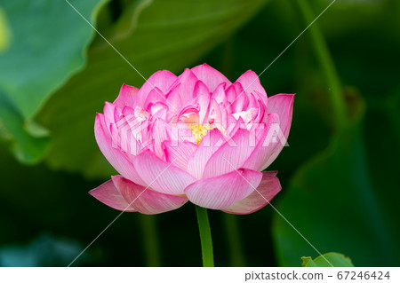 Sa玉蓮花日本琦玉市 67246424