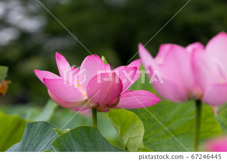 Lotus flower Gyoda city, Saitama Japan Lotus flower Gyoda city, Saitama Japan 67246445