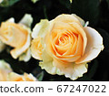 Close up of peach color roses 67247022