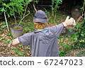 A scarecrow standing in a garden, wearing a purple T-shirts . 67247023