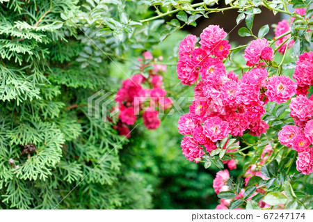 Delicate pink-red beautiful flowers of climbing Delicate pink-red beautiful flowers of climbing 67247174