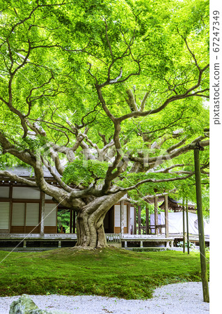 擁有美麗的新鮮綠色植物的賴山淺草寺大台院院（福岡縣to島市） 67247349