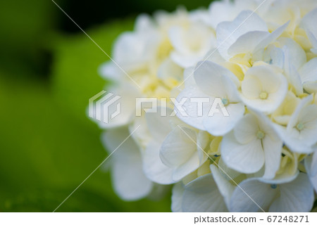 Blue-white hydrangea wet with rain Blue-white hydrangea wet with rain 67248271