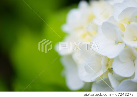 Blue-white hydrangea wet with rain Blue-white hydrangea wet with rain 67248272