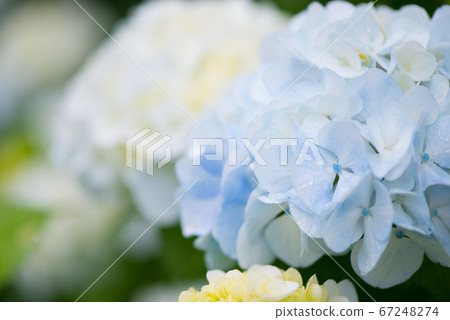 Blue-white hydrangea wet with rain 67248274
