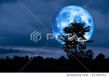 Full Crust blue Moon and silhouette tree in the Full Crust blue Moon and silhouette tree in the 67248352