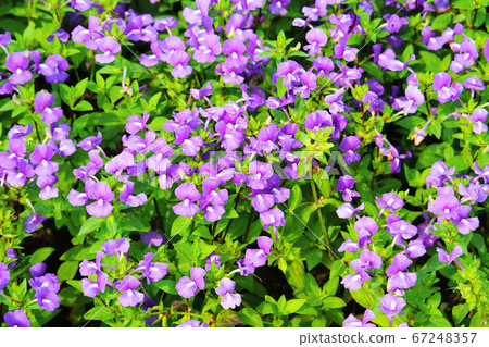 Brazilian Snapdragon, Amazon Blue is Biennial Brazilian Snapdragon, Amazon Blue is Biennial 67248357