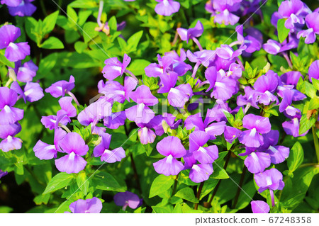 Brazilian Snapdragon, Amazon Blue is Biennial Brazilian Snapdragon, Amazon Blue is Biennial 67248358