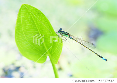 Ao montitonbo 67248632