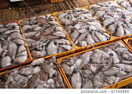 布里爾 布里爾 67248989